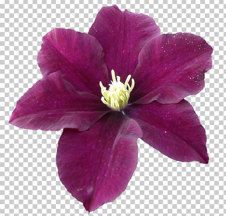 Leather Flower PNG, Clipart, Annual Plant, Clematis, Download, Flower, Flowering Plant Free PNG Download
