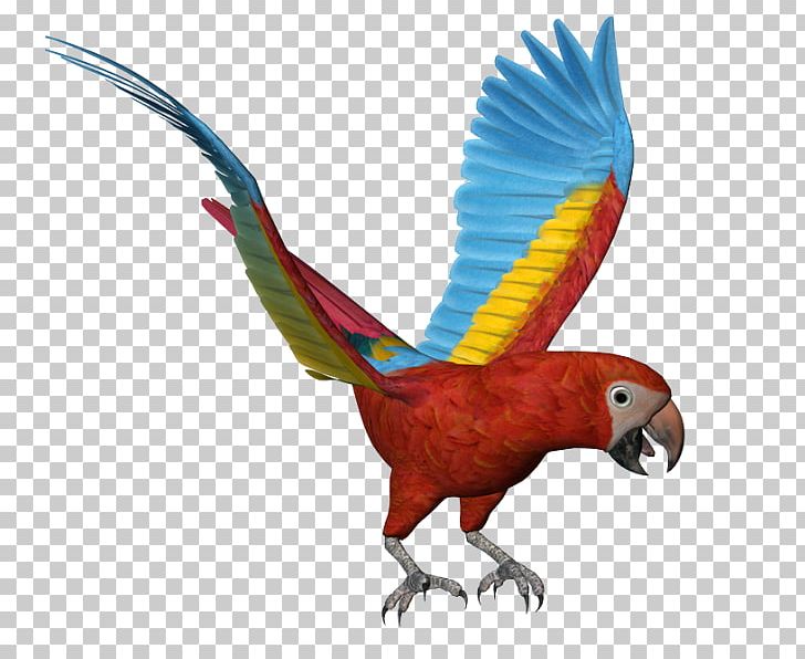 Macaw Owl Bird PNG, Clipart,  Free PNG Download