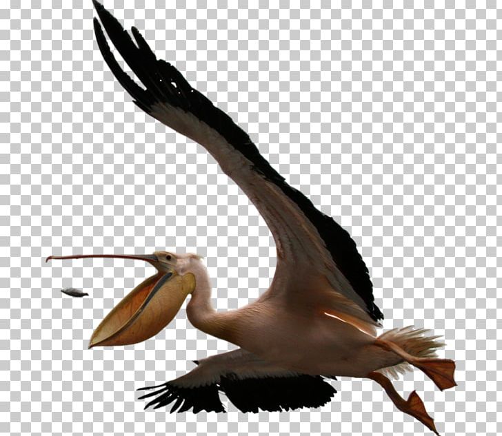 Wildlife Photography Photographer Bird PNG, Clipart, 1080p, Beak, Crane Like Bird, Dalmatian Pelican, Desktop Wallpaper Free PNG Download