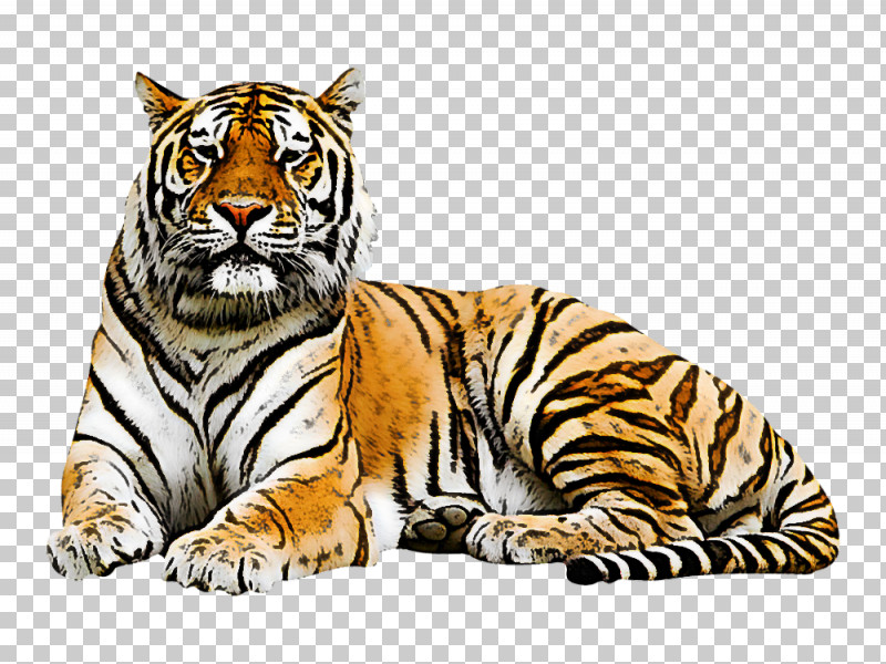 Tiger Wildlife Bengal Tiger Siberian Tiger Whiskers PNG, Clipart, Bengal Tiger, Siberian Tiger, Tiger, Whiskers, Wildlife Free PNG Download
