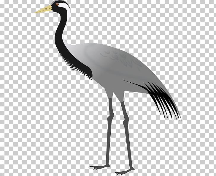 Demoiselle Crane Khichan Bird Sandhill Crane PNG, Clipart, Anthropoides, Beak, Bird, Black And White, Ciconiiformes Free PNG Download