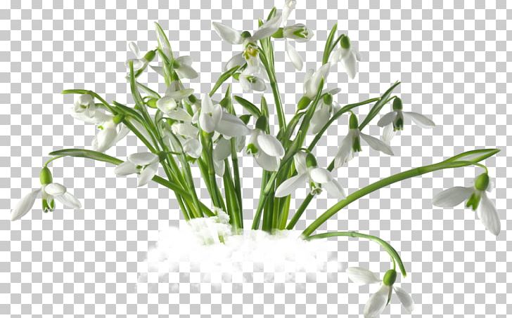 Snowdrop PNG, Clipart, Digital Image, Flower, Flowerpot, Galanthus, Grass Free PNG Download