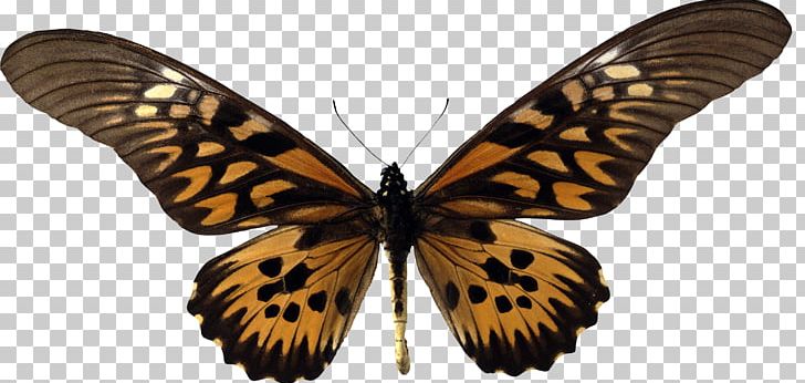 Swallowtail Butterfly Papilio Ulysses Papilio Antimachus Papilio Bianor PNG, Clipart, Arthropod, Birdwing, Brush Footed Butterfly, Insects, Lycaenid Free PNG Download