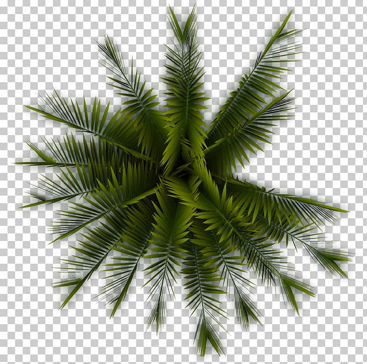 Tree Arecaceae Plant PNG, Clipart, Arecaceae, Arecales, Areca Palm, Borassus Flabellifer, Branch Free PNG Download