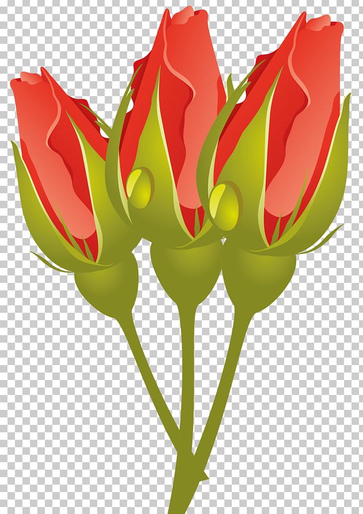 Garden Roses Cut Flowers PNG, Clipart, Blue, Bud, Color, Cut Flowers, Flora Free PNG Download