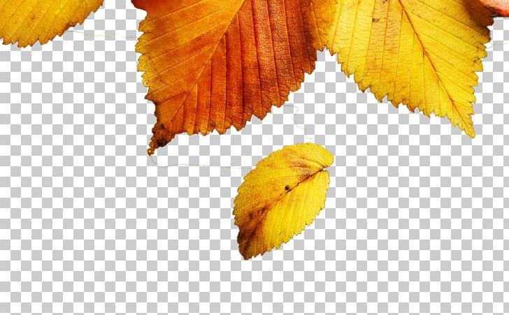 Leaf Autumn Yellow PNG, Clipart, Android, Autumn, Autumn Leaf Color, Autumn Leaves, Closeup Free PNG Download
