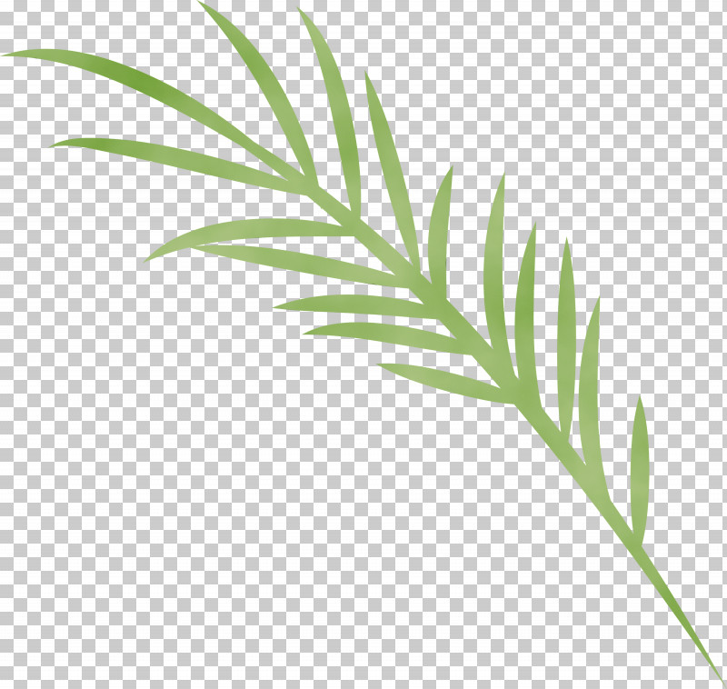 Palm Trees PNG, Clipart, Biology, Branch, Grasses, Herbal Medicine, Leaf Free PNG Download