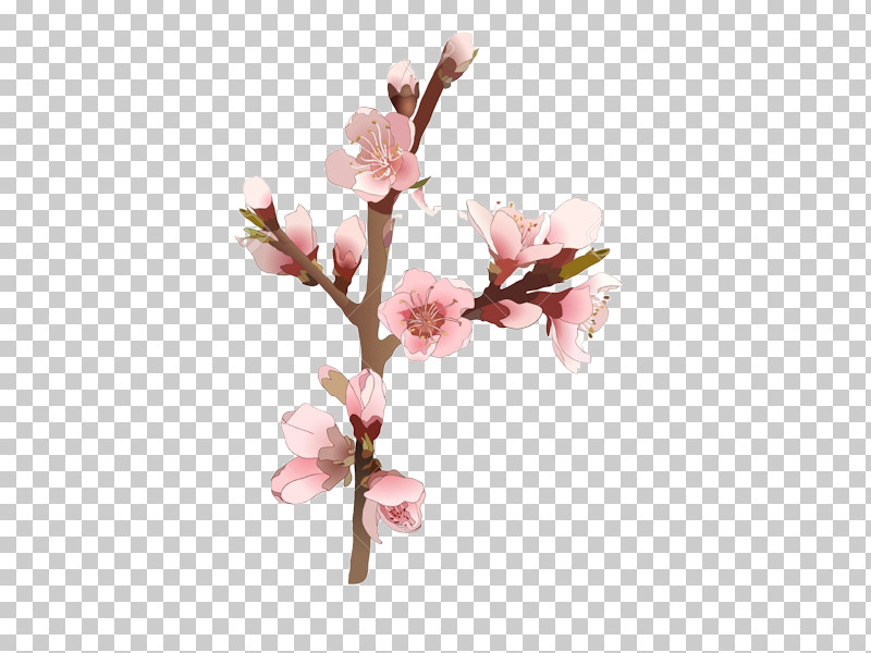 Cherry Blossom PNG, Clipart, Blossom, Branch, Butomus, Cherry Blossom, Flower Free PNG Download