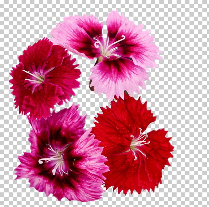 Carnation Mallows Magenta Family PNG, Clipart, Annual Plant, Carnation, Dianthus, Family, Flower Free PNG Download