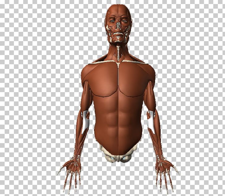 Homo Sapiens Muscle Human Body Muscular System Human Anatomy PNG, Clipart, Abdomen, Arm, Back, Barechestedness, Chest Free PNG Download