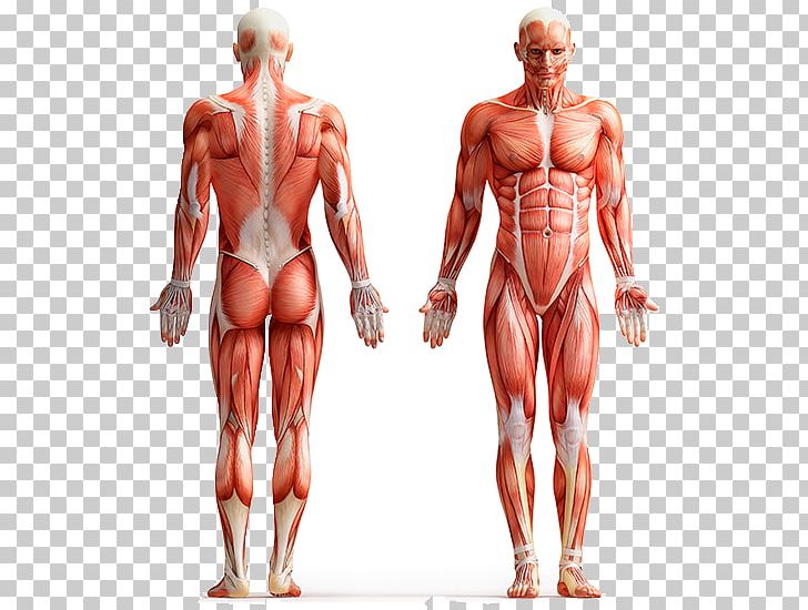 Human Anatomy Human Body Muscle Wall Decal PNG, Clipart, Abdomen, Anatomy, Arm, Back, Body Free PNG Download