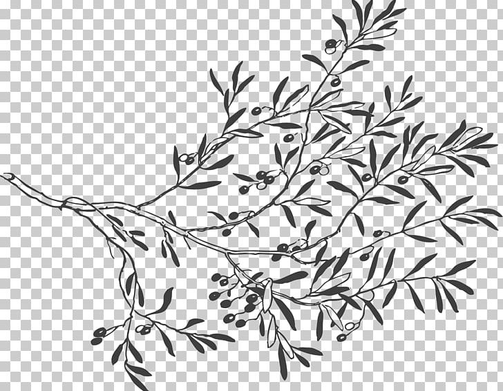 Olive Branch PNG, Clipart, Black, Black And White, Branch, Flora, Flower Free PNG Download