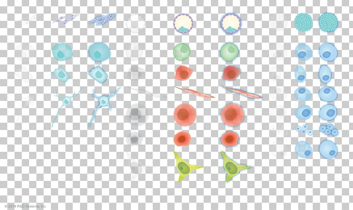 Embryonic Stem Cell Induced Pluripotent Stem Cell Cellular Differentiation Pluripotency PNG, Clipart, Cell, Cellular Differentiation, Circle, Computer Wallpaper, Diagram Free PNG Download