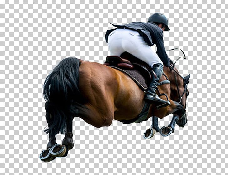 Horse Equestrian Stock Photography Show Jumping PNG, Clipart, Abscess, Alamy, Animals, Bridle, Cut Out Free PNG Download