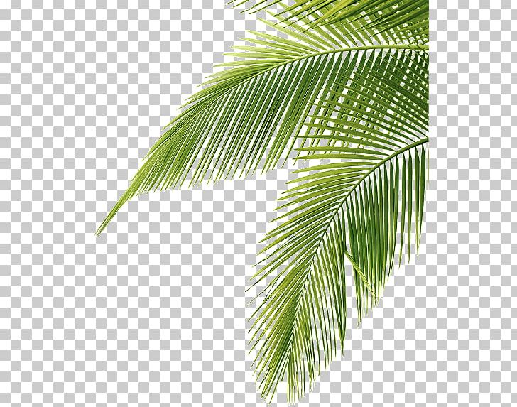 Palm Trees Portable Network Graphics JPEG PNG, Clipart, Arecales, Areca Palm, Borassus Flabellifer, Coconut, Elaeis Free PNG Download