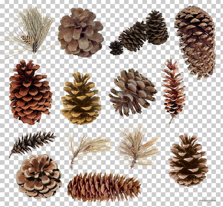 Pine Spruce Conifer Cone Conifers Tree PNG, Clipart, Cedar, Conifer, Conifer Cone, Conifers, Cupressus Free PNG Download