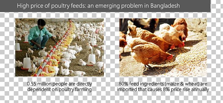 Rooster Chicken Feeding Farm Animals: Use Place Value And Properties Of Operations To Subtract Livestock PNG, Clipart, Animals, Backbone, Chicken, Chicken As Food, Consume Free PNG Download