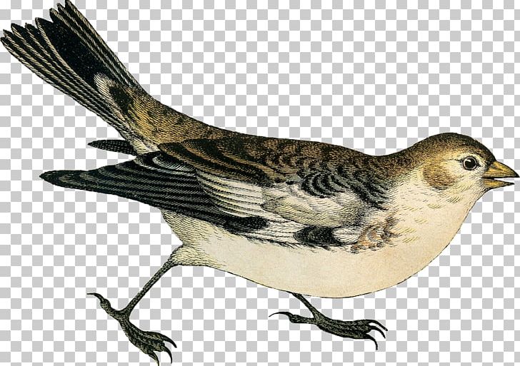Brambling House Sparrow Finches American Sparrows PNG, Clipart, American Sparrows, Animals, Beak, Bird, Bird Nest Free PNG Download