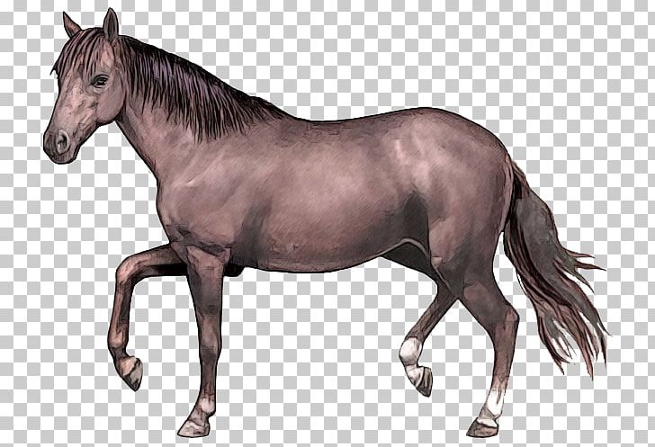 Narragansett Pacer Tennessee Walking Horse Standardbred Missouri Fox Trotter Canadian Pacer PNG, Clipart, At Resimleri, Bit, Breed, Colt, Horse Free PNG Download