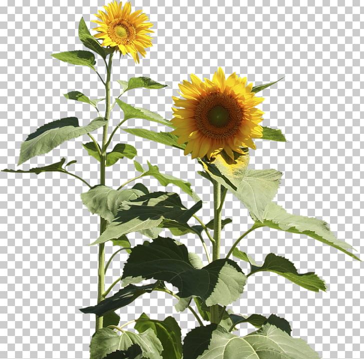 Four Cut Sunflowers Two Cut Sunflowers Common Sunflower Daisy Family PNG, Clipart, Annual Plant, Asterales, Chrysanthemum, Common Sunflower, Cut Free PNG Download