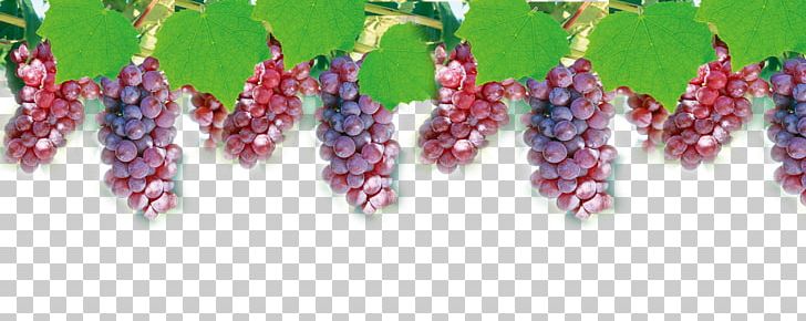 Grape Juice Computer File PNG, Clipart, Black Grapes, Computer Graphics, Designer, Download, Encapsulated Postscript Free PNG Download