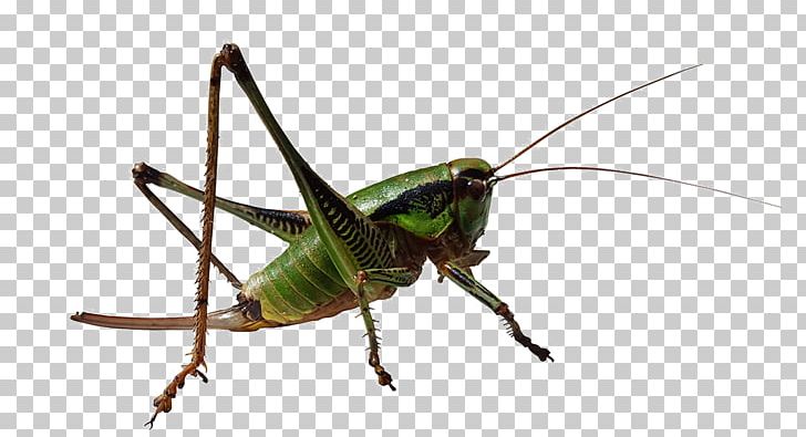 Grasshopper Caelifera Insect Locust PNG, Clipart, Arthropod, Blue, Cricket, Cricket Like Insect, Cyan Free PNG Download
