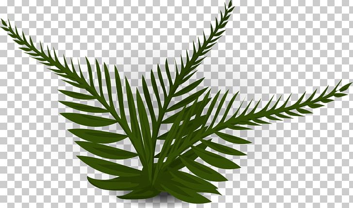 Burknar Leaf Plant PNG, Clipart, Animaatio, Burknar, Drawing, Fern, Ferns And Horsetails Free PNG Download