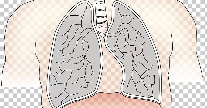 Lung Chronic Obstructive Pulmonary Disease Nose Thumb Longmeridiaan PNG, Clipart, Abdomen, Akupunktiopiste, Angle, Arm, Chest Free PNG Download