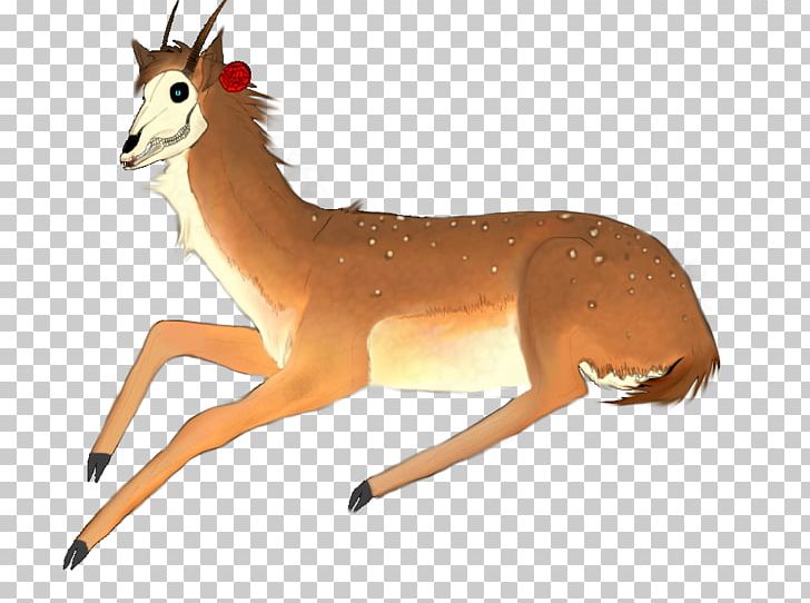 Springbok Gazelle Deer Terrestrial Animal PNG, Clipart, Animal, Animal  Figure, Antelope, Chevrolet Impala, Deer Free PNG