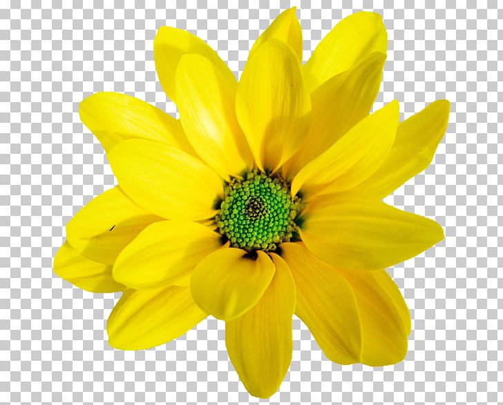Yellow Orange Flower PNG, Clipart, Annual Plant, Black, Black Cat, Blume, Cat Free PNG Download