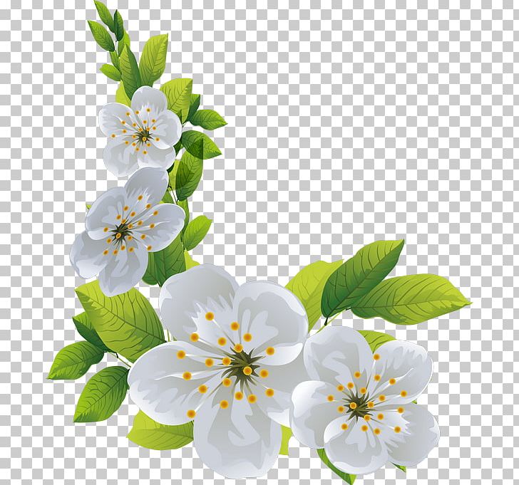 Cherry Blossom Spring Cut Flowers PNG, Clipart, Blossom, Branch, Branching, Cherry, Cherry Blossom Free PNG Download