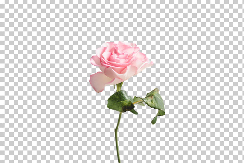Garden Roses PNG, Clipart, Artificial Flower, Biology, Bud, Cabbage Rose, Cut Flowers Free PNG Download