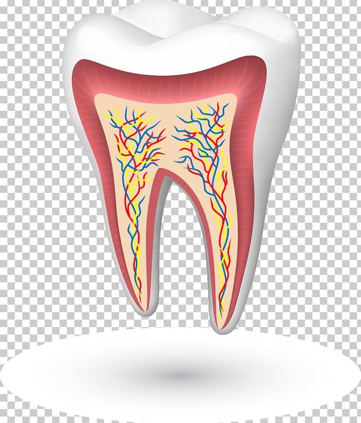 Human Tooth Tooth Enamel Cracked Tooth Syndrome Molar PNG, Clipart, Cracked Tooth Syndrome, Dentist, Dentistry, Edentulism, Healthy Free PNG Download