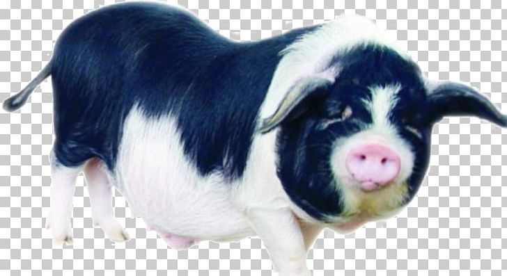 Liushahe Large Black Pig Caochong Taihu Pig U5b81u4e61u732a PNG, Clipart, Agriculture, Animal, Animals, Black, Black And White Free PNG Download