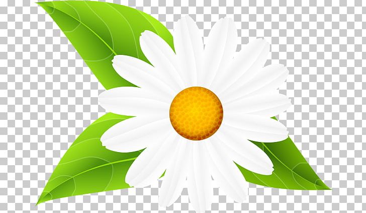 Open Common Daisy PNG, Clipart, Art, Art Museum, Clip, Closeup, Common Daisy Free PNG Download