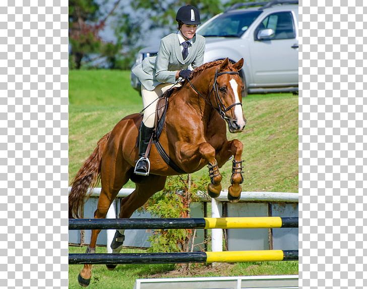Show Jumping Hunt Seat Equestrian Stallion Bridle PNG, Clipart, Animals, Animal Sports, Animal Training, Bit, Bridle Free PNG Download