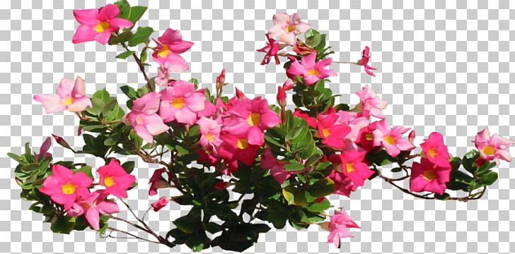 Flower PNG, Clipart, Annual Plant, Art, Artificial Flower, Azalea, Blossom Free PNG Download