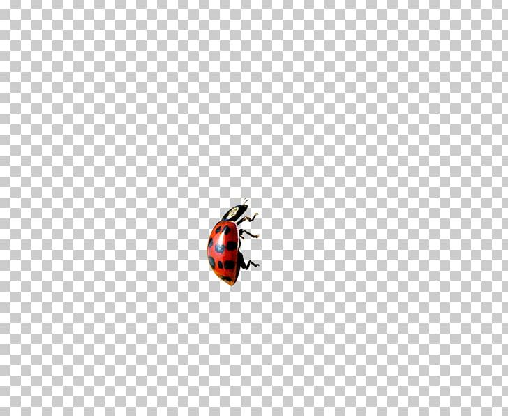 Ladybird Encapsulated PostScript Icon PNG, Clipart, Animal, Cartoon, Computer Icons, Computer Wallpaper, Cute Ladybug Free PNG Download