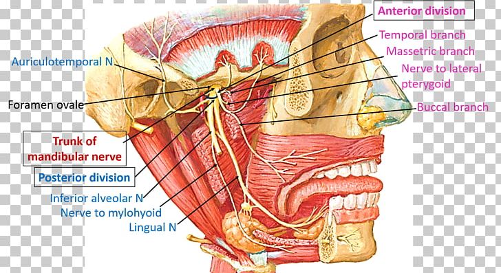 Mandibular Nerve Trigeminal Nerve Mandible Anatomy PNG, Clipart, Anatomy, Bone, Cranial Nerves, Facial Nerve, Head Free PNG Download