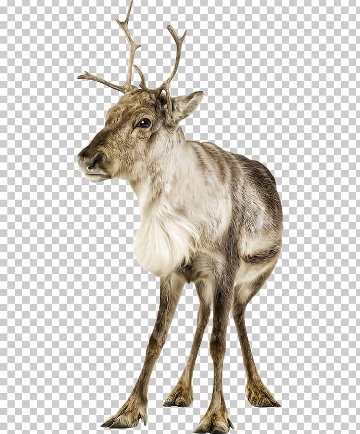Reindeer Elk White-tailed Deer PNG, Clipart, Animal, Antler, Blacktailed Deer, Cartoon, Deer Free PNG Download