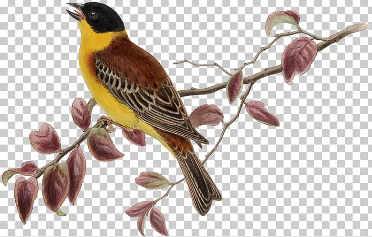 Sparrow Songbird Budgerigar Domestic Canary PNG, Clipart, Animals, Beak, Bird, Bird Nest, Branch Free PNG Download
