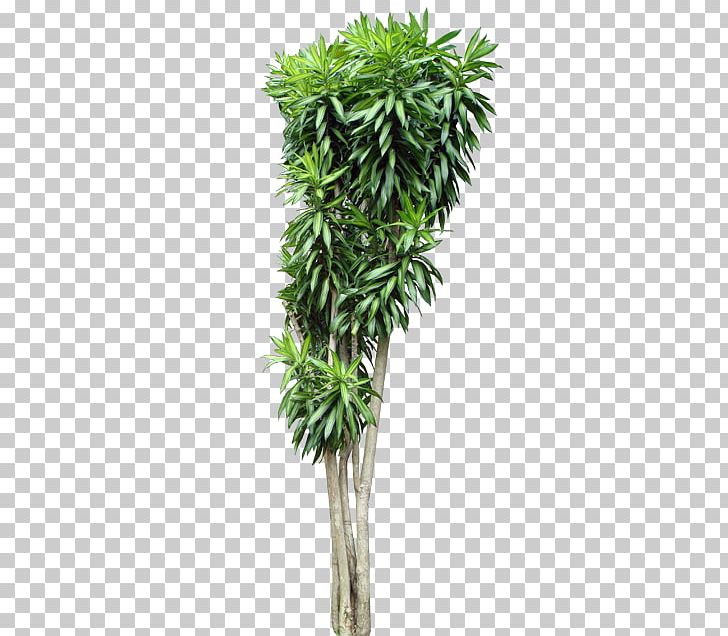 Trunk Dracaena Tree Shrub Tropical Woody Bamboos PNG, Clipart, Arecales, Artificial Flower, Borassus Flabellifer, Dracaena, Dracaena Reflexa Free PNG Download