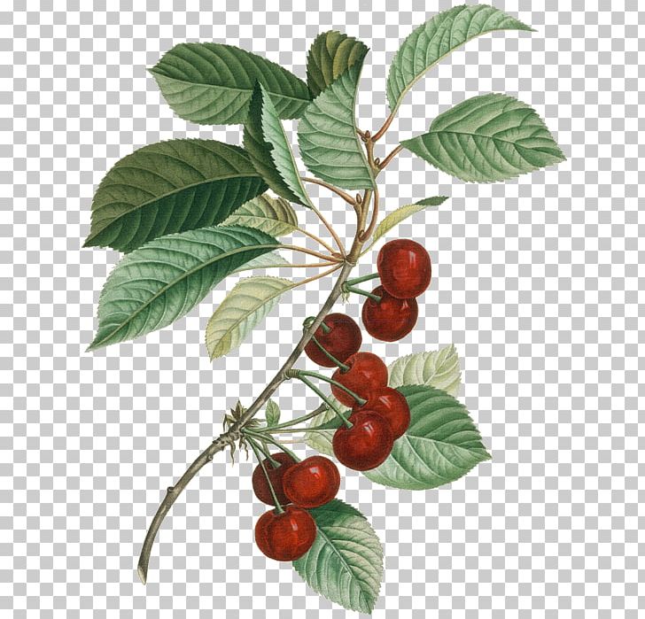 Wine Sour Cherry Botany Botanical Illustration PNG, Clipart, Berry, Botanical Illustration, Botany, Branch, Cherry Free PNG Download