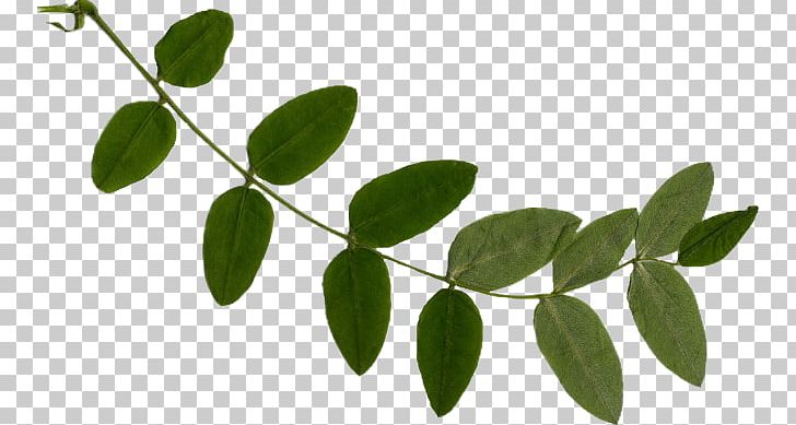 Branch Leaf Follaje Plant Stem Photography PNG, Clipart, Architecture, Blog, Branch, Flower, Follaje Free PNG Download