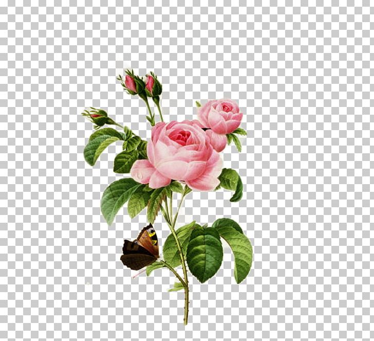 Cabbage Rose French Rose Botanical Illustration Botany PNG, Clipart, Artificial Flower, Branch, Bud, Cut Flowers, Drawing Free PNG Download