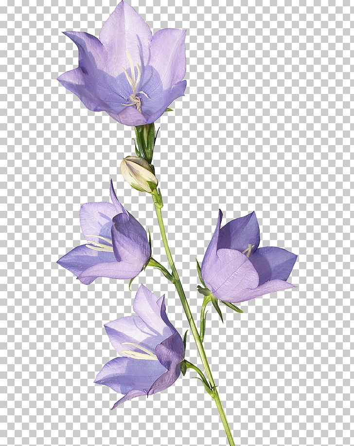 Harebell Flower Violet School Bell PNG, Clipart, Bell, Bellflower, Bellflower Family, Bellflowers, Cut Flowers Free PNG Download