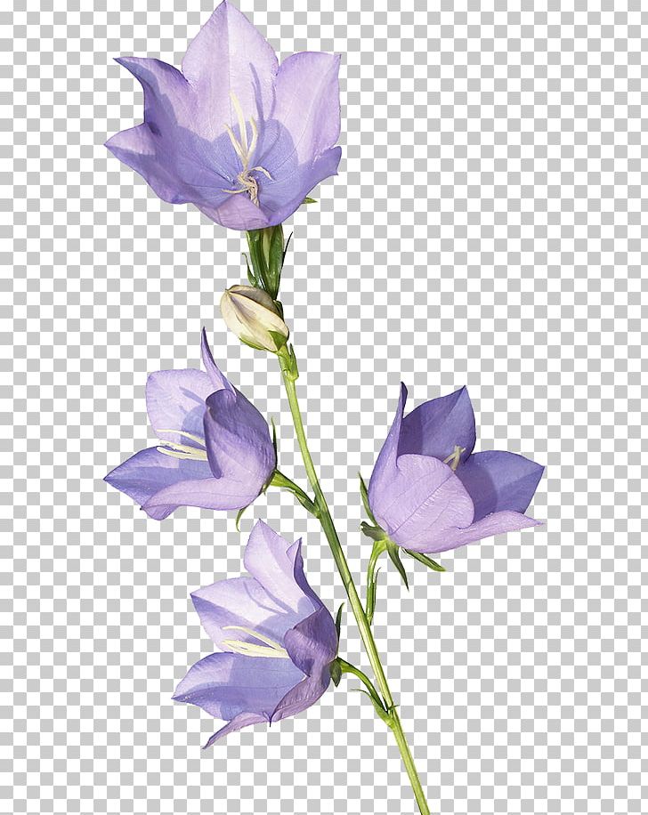 Harebell Flower Violet School Bell PNG, Clipart, Bell, Bellflower ...