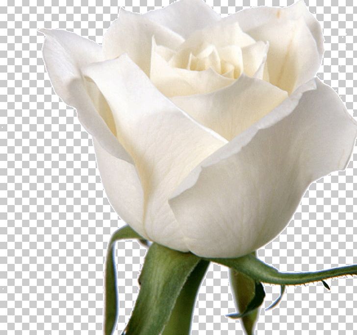 Rose Flower White PNG, Clipart, Arum, Background White, Black White, Blue Rose, Calas Free PNG Download