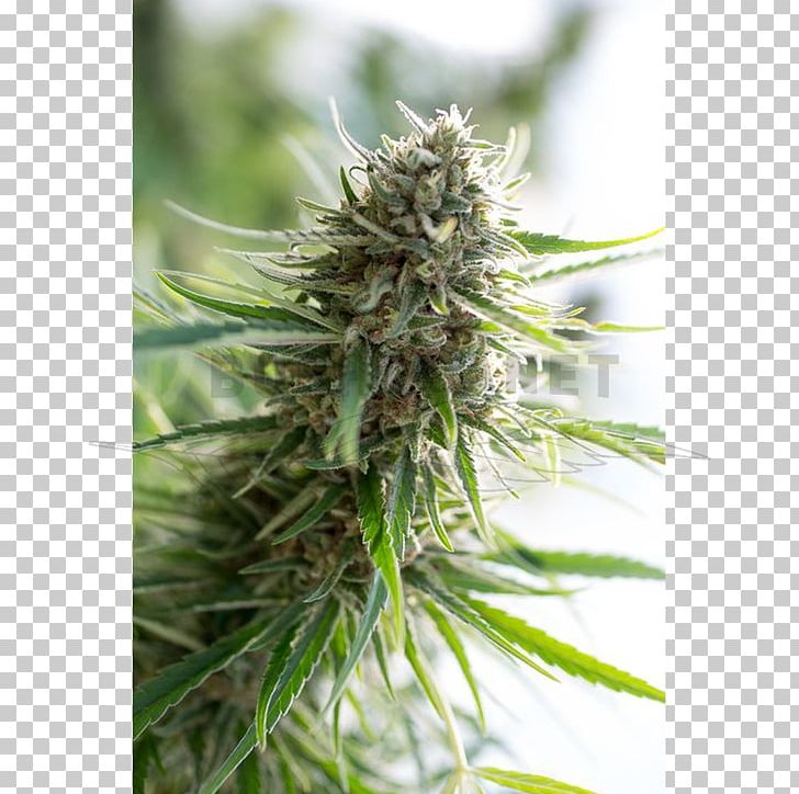 Cannabidiol Seed Bank Autoflowering Cannabis PNG, Clipart, Autoflowering Cannabis, Cannabidiol, Cannabis, Cbd, Critical Free PNG Download