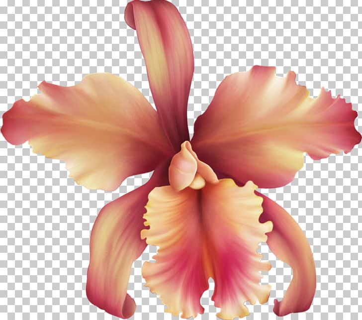 Cattleya Orchids Blog Rose Pink PNG, Clipart, Blog, Cattleya, Cattleya Orchids, Centerblog, Color Free PNG Download